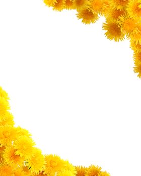 Nice vignette made from yellow dandelion flowers on white background