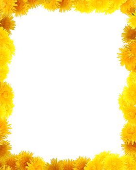 Nice vignette made from yellow dandelion flowers on white background