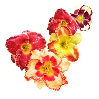 Nice vignette made from variety flowers on white background