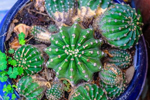 Round Cactuses in Small Pot
