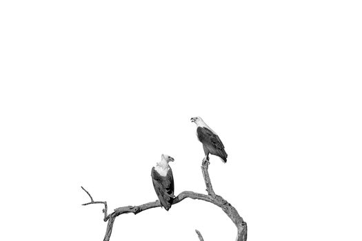 Two african fish eagles, Haliaeetus vocifer, on a dead tree branch, isolated on white, monochrome