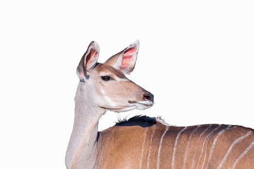 A greater kudu cow, Tragelaphus strepsiceros, looking back with pointed ears, isolated on white