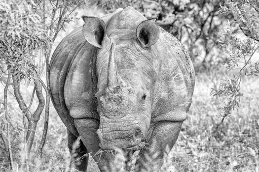 Close-up of a white rhino, Ceratotherium simum simum, chewing grass and looking towards the camera