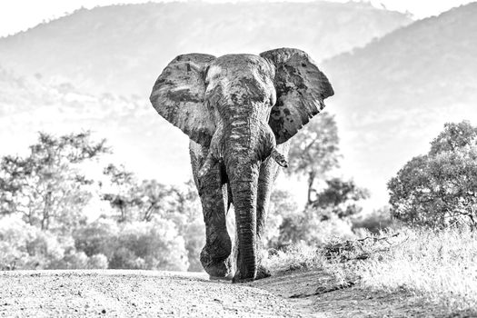 A mud-covered african elephant walking in a road towards the camera in the Mpumalanga Province of South Africa. Monochrome