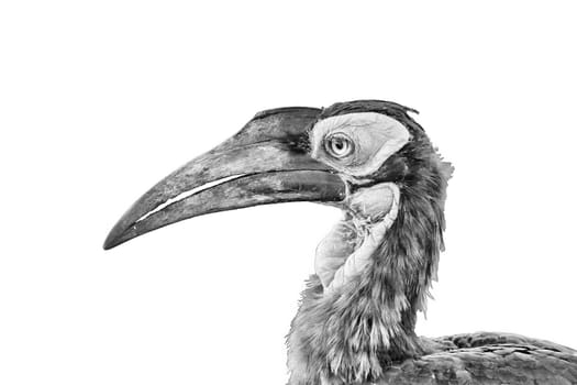 Close-up of a southern ground hornbill, Bucorvus leadbeateri, in the Limpopo Province of South Africa, isolated on white