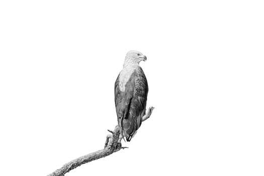 An african fish eagle, Haliaeetus vocifer, on a dead tree branch, isolated on white