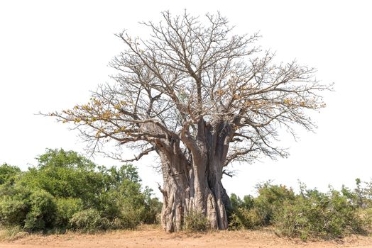 A baobab tree, Adansonia digitata, also called upside-down tree, isolated on white