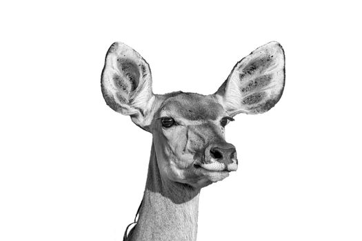 A greater kudu cow, Tragelaphus strepsiceros, looking forward with pointed ears, isolated on white, monochrome