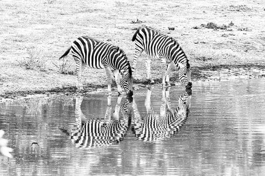 Two Burchells zebras, Equus quagga burchellii, with reflections, at a waterhole. Monochrome