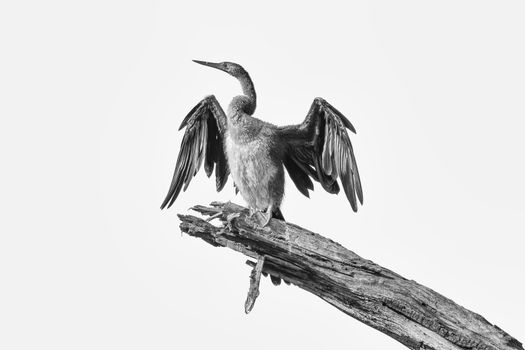 An african darter, Anhinga rufa, drying its wings in the sun. Isolated on white. Monochrome