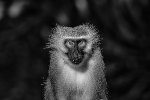 Close-up of a vervet monkey, Chlorocebus pygerythrus, looking towards the camera. Monochrome