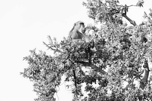 A Chacma baboon, Papio ursinus, sitting in a tree. Monochrome