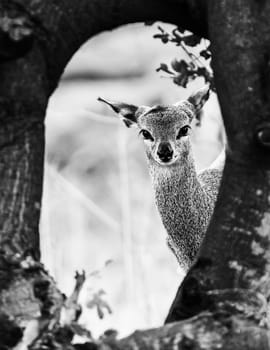 A klipsringer ewe, Oreotragus oreotragus, looking towards the camera from behind a tree. Monochrome