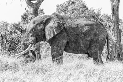 An african elephant, Loxodonta africana, grazing. A bunch of grass is visible on its trunk. Monochrome