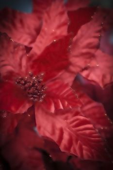 Christmas decoration on abstract background. Blurred background. The red leaves of a poinsettia is a traditional Christmas decoration.
