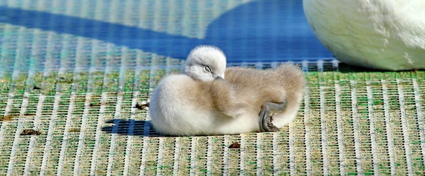 baby swan sleeping at the blue lake