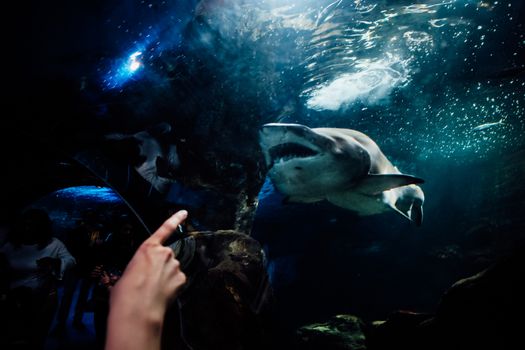 Woman finger pointing to a medium size shark swimming in the aquarium of San Sebastian, Spain
