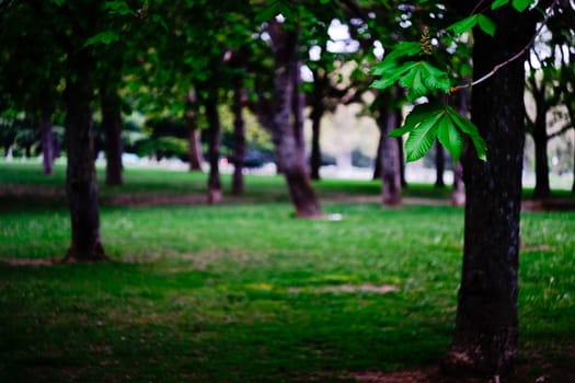 Trees and leaves from the Ciudadela park in Pamplona, Spain