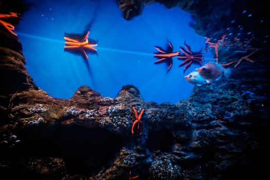 Orange starfishes calmly attached to the walls and rocks of one of the pools in the aquarium of San Sebastian, Spain