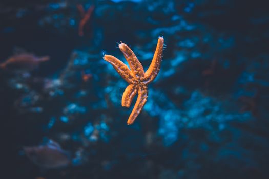 Orange starfish with blueish background in the aquarium of San Sebastian, Spain