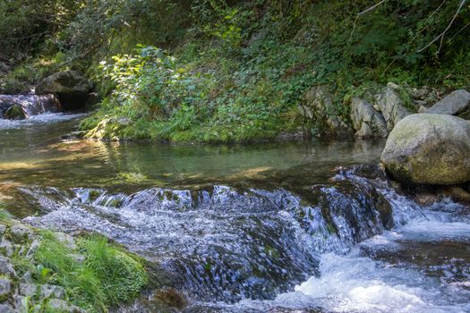 discovery of the eastern Pyrenes, its fauna and flora, region of France