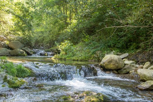 discovery of the eastern Pyrenes, its fauna and flora, region of France