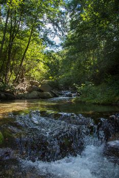 discovery of the eastern Pyrenes, its fauna and flora, region of France