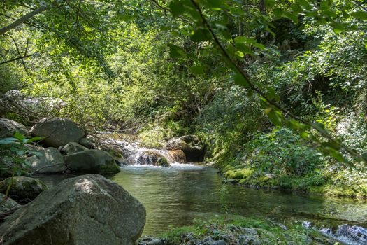 discovery of the eastern Pyrenes, its fauna and flora, region of France