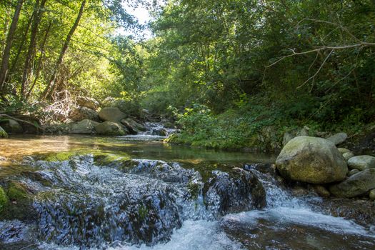discovery of the eastern Pyrenes, its fauna and flora, region of France