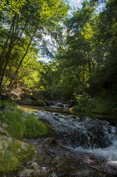 discovery of the eastern Pyrenes, its fauna and flora, region of France