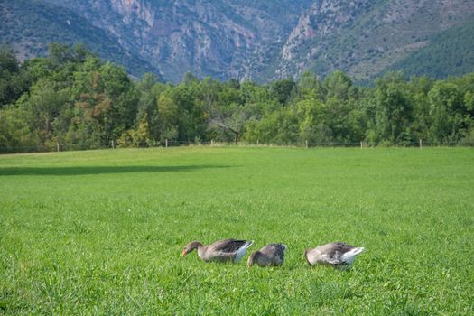 discovery of the eastern Pyrenes, its fauna and flora, region of France
