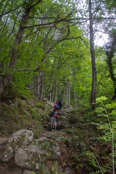 discovery of the eastern Pyrenes, its fauna and flora, region of France