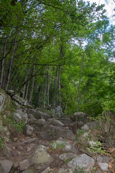 discovery of the eastern Pyrenes, its fauna and flora, region of France