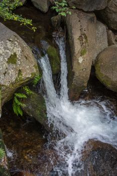 discovery of the eastern Pyrenes, its fauna and flora, region of France