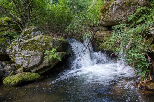 discovery of the eastern Pyrenes, its fauna and flora, region of France