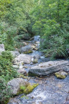discovery of the eastern Pyrenes, its fauna and flora, region of France