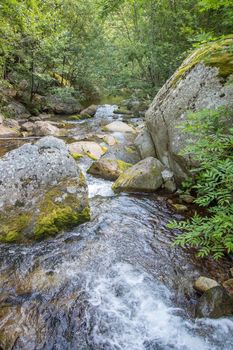 discovery of the eastern Pyrenes, its fauna and flora, region of France