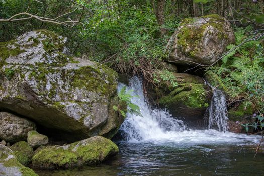 discovery of the eastern Pyrenes, its fauna and flora, region of France