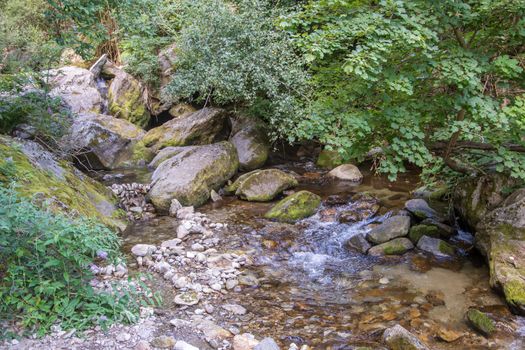 discovery of the eastern Pyrenes, its fauna and flora, region of France