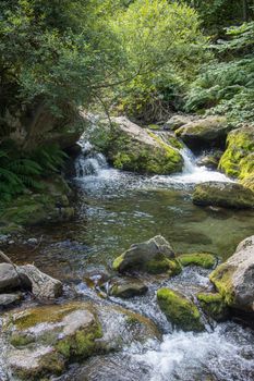 discovery of the eastern Pyrenes, its fauna and flora, region of France
