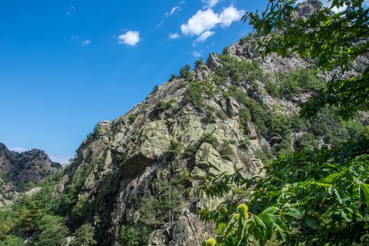 discovery of the eastern Pyrenes, its fauna and flora, region of France