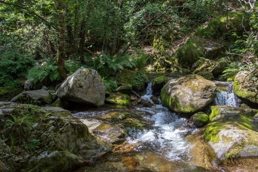 discovery of the eastern Pyrenes, its fauna and flora, region of France