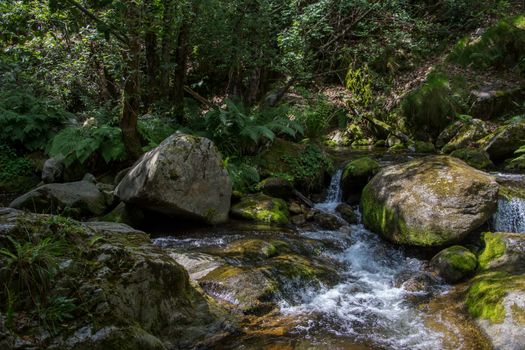 discovery of the eastern Pyrenes, its fauna and flora, region of France