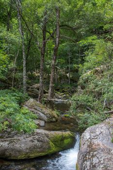 discovery of the eastern Pyrenes, its fauna and flora, region of France