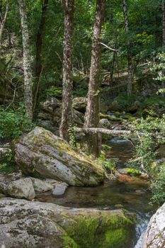 discovery of the eastern Pyrenes, its fauna and flora, region of France