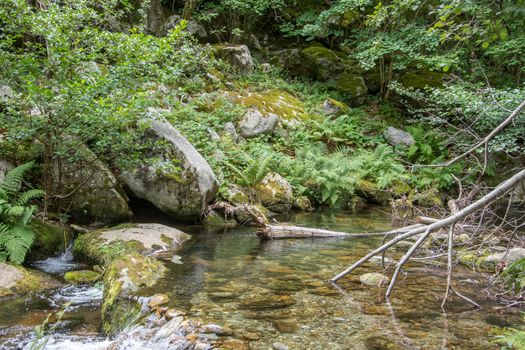 discovery of the eastern Pyrenes, its fauna and flora, region of France