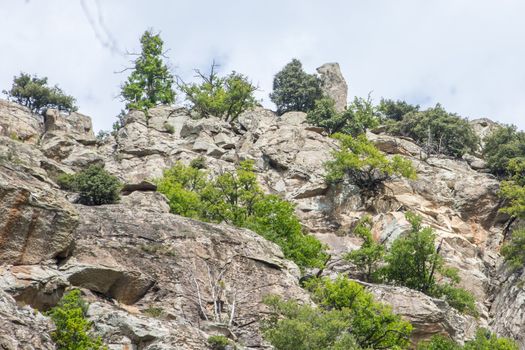 discovery of the eastern Pyrenes, its fauna and flora, region of France