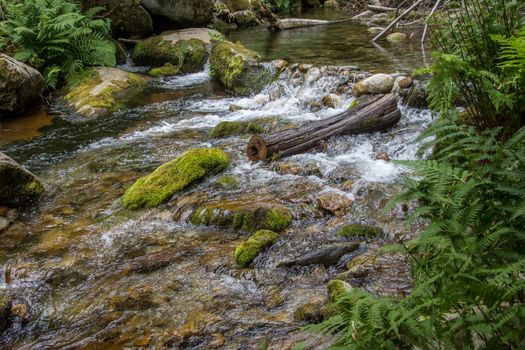 discovery of the eastern Pyrenes, its fauna and flora, region of France