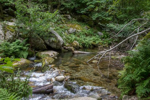 discovery of the eastern Pyrenes, its fauna and flora, region of France