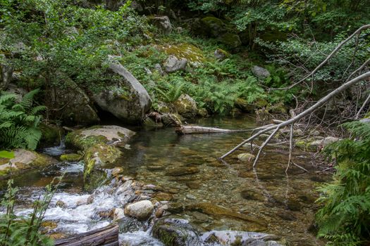 discovery of the eastern Pyrenes, its fauna and flora, region of France